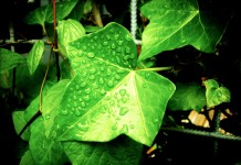 Plantes pour la médecine douce, le bien-être et la santé