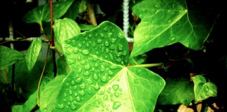 Plantes pour la médecine douce, le bien-être et la santé