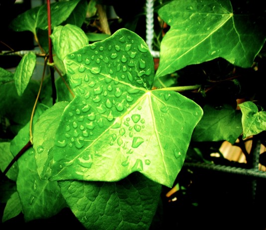 Plantes pour la médecine douce, le bien-être et la santé