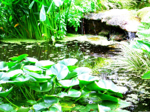 Fleuve tranquille et zen avec de l'eau et une bonne respiration