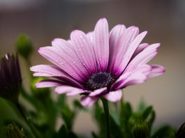 L'amour enfant de la morale avec une pleine conscience