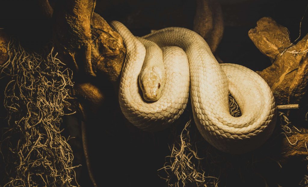 L'histoire de la corde et du serpent réalité conscience