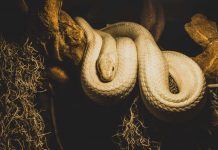 L'histoire de la corde et du serpent réalité conscience