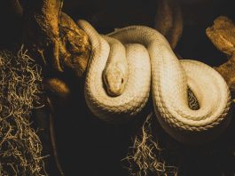 L'histoire de la corde et du serpent réalité conscience