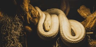 L'histoire de la corde et du serpent réalité conscience