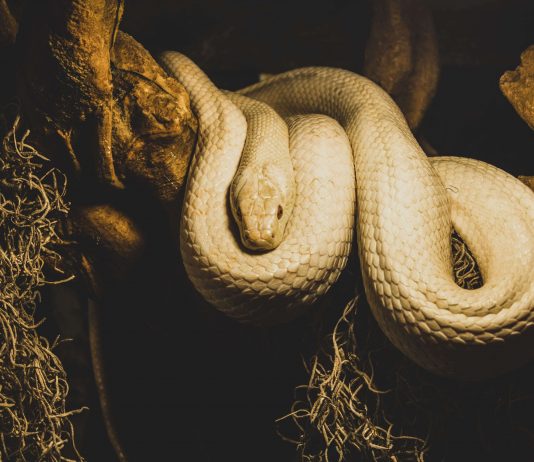 L'histoire de la corde et du serpent réalité conscience